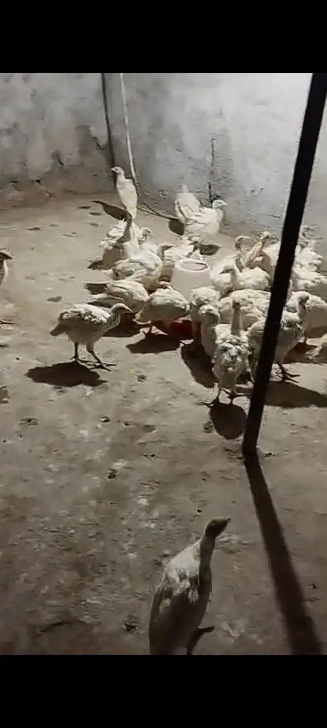 جوجه بقلمو و جوجه مرغ محلی|حیوانات مزرعه|داراب, |دیوار