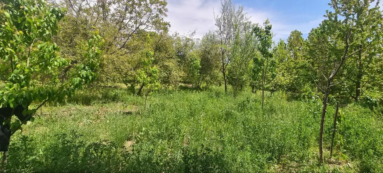 فرصت استثنایی برای خرید باغ|فروش زمین و ملک کلنگی|صوفیان, |دیوار