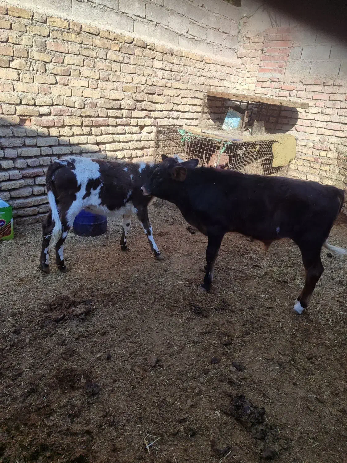 گاو زایده با گوساله نر جنس خوب|حیوانات مزرعه|جیرفت, |دیوار