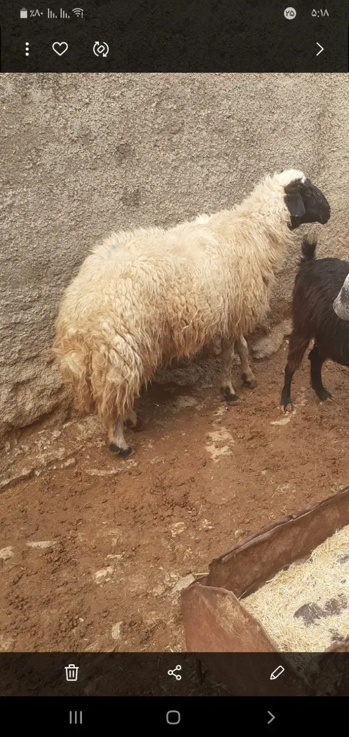 بره|عمده‌فروشی|آبدانان, |دیوار