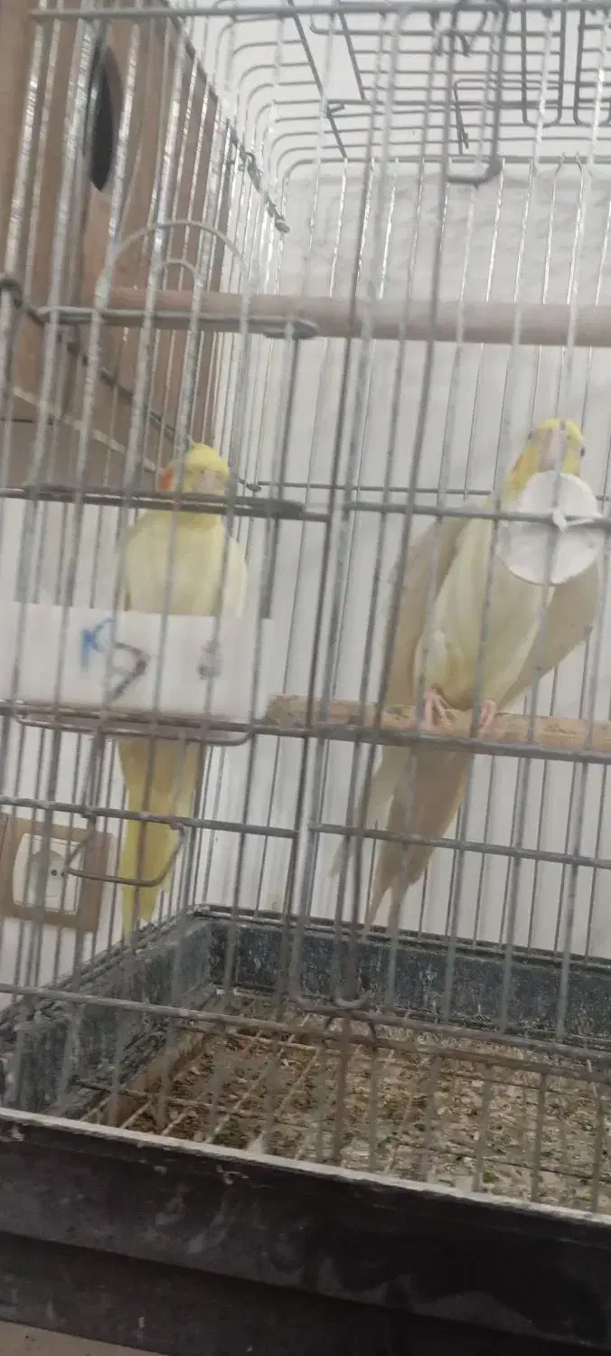 عروس هلندی|پرنده|دزفول, |دیوار