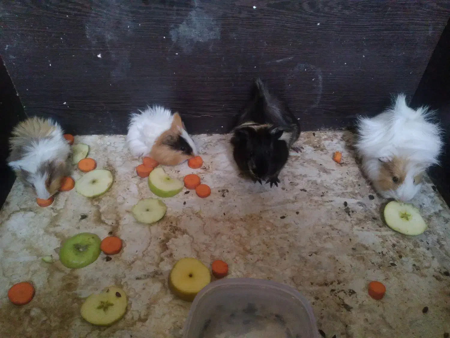 خوکچه هندی|موش و خرگوش|کاشمر, |دیوار