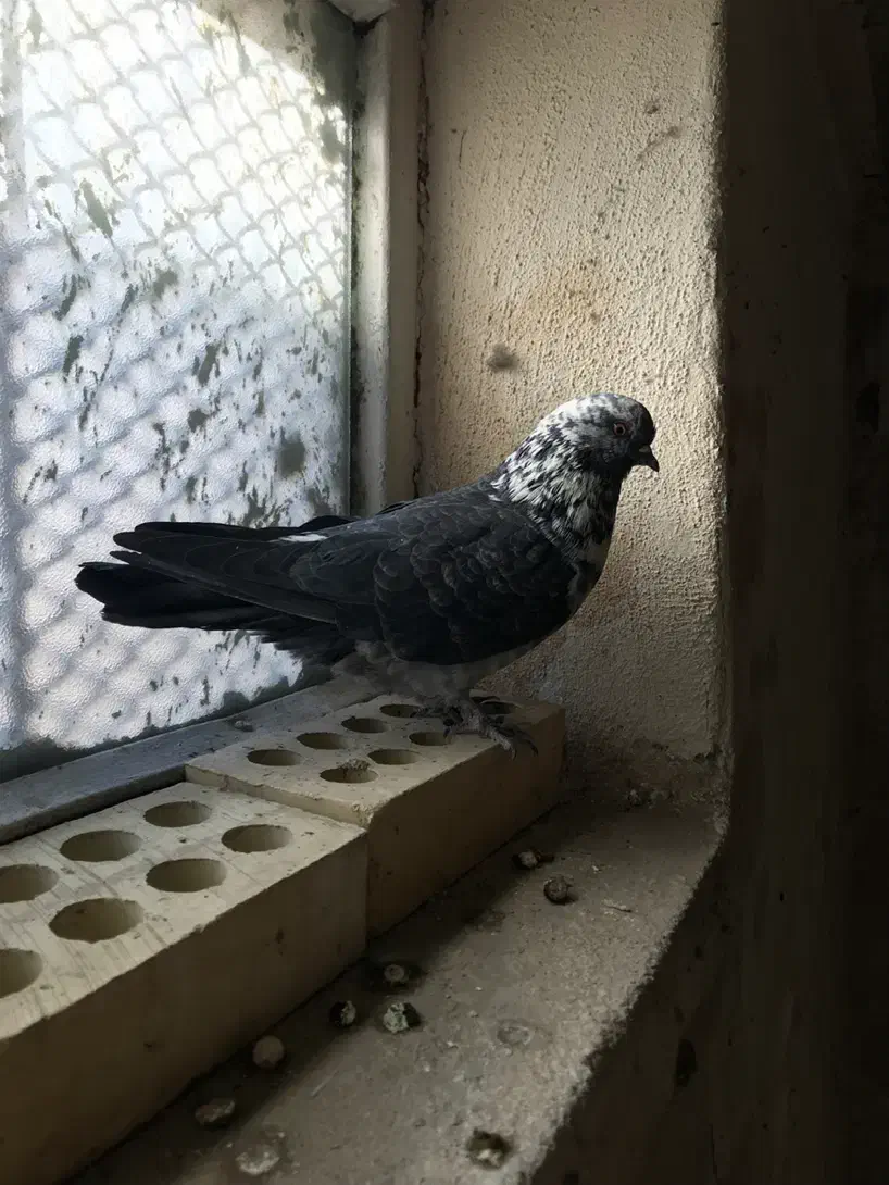 کبوتر نر قاره پرشی|پرنده|فرخشهر, |دیوار