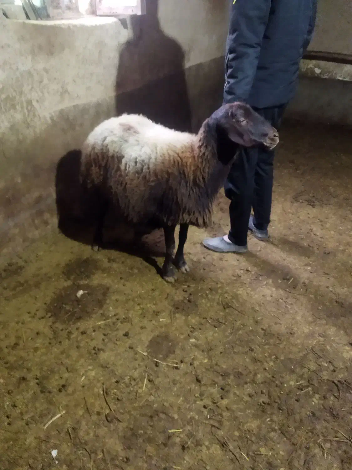 حیوانات مزرعه|حیوانات مزرعه|ماهنشان, |دیوار