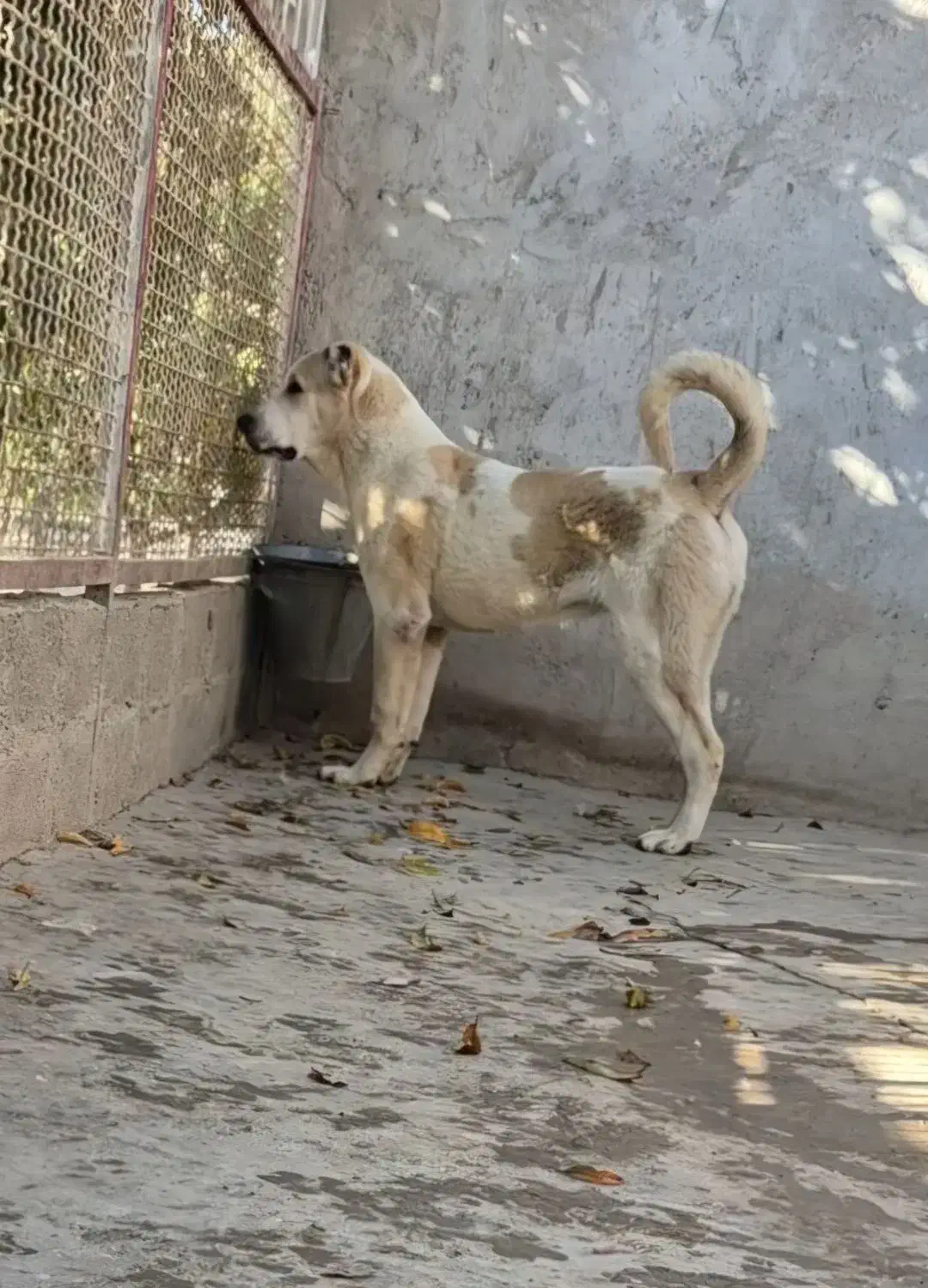 توله آلابای|سگ|رباطکریم, رباطکریم|دیوار