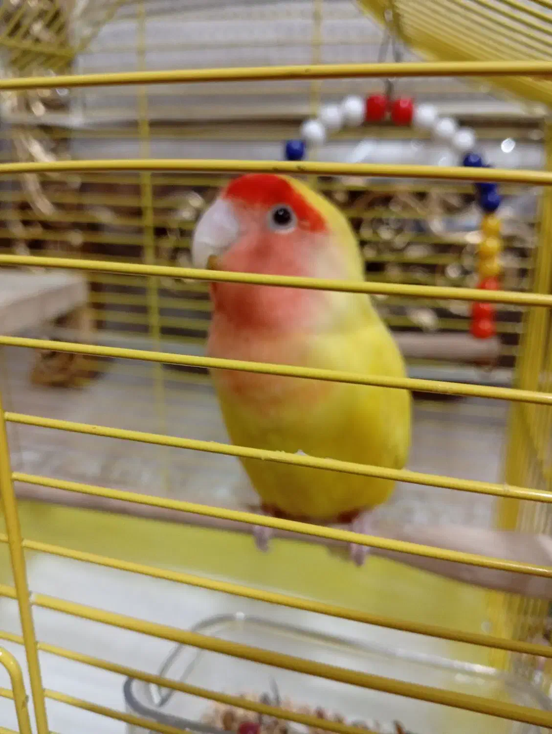 کوتوله برزیلی|پرنده|الوند, |دیوار