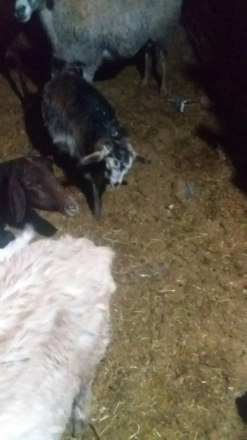 بزغاله ماده|حیوانات مزرعه|ماهدشت, |دیوار