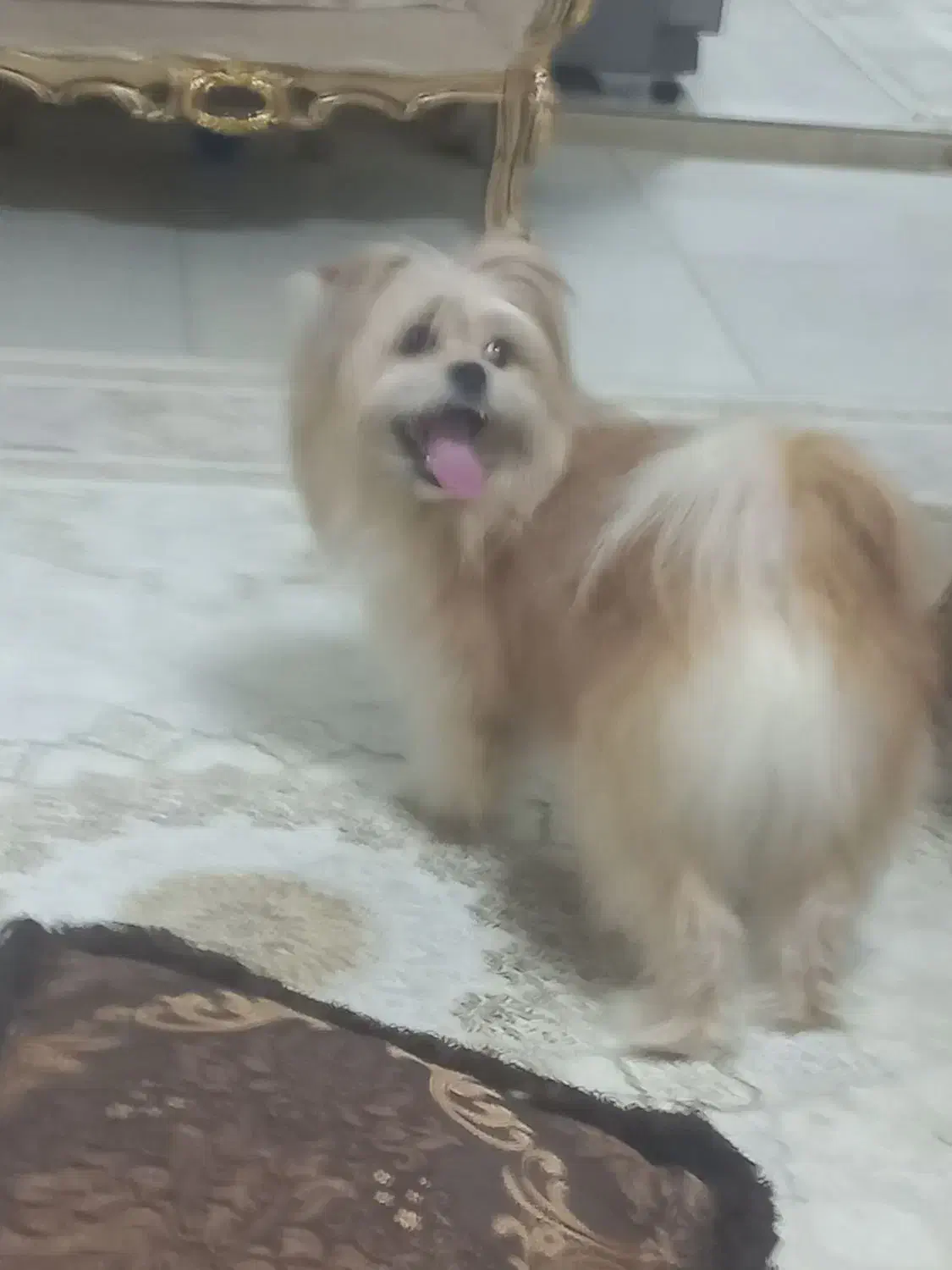 واگذاری سگ|سگ|پاکدشت, حصار امیر|دیوار