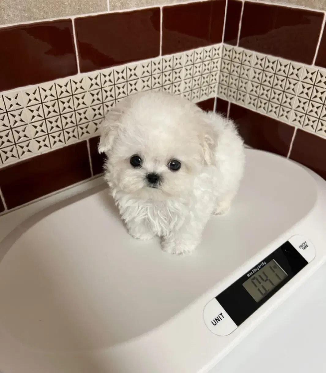 poodel|سگ|تهران, صادقیه|دیوار