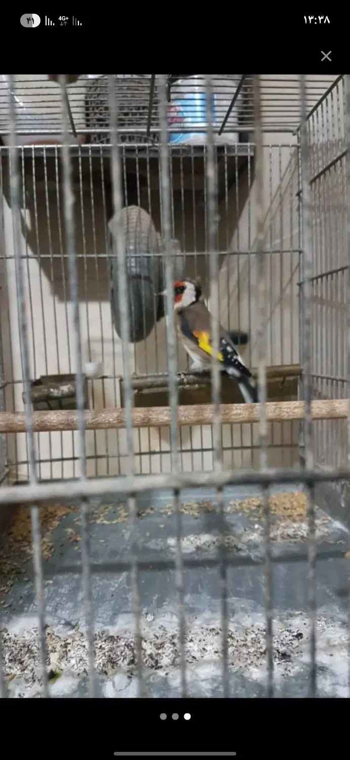 با سلام سهره نر کوتا بلند خون|پرنده|کهریزک, |دیوار