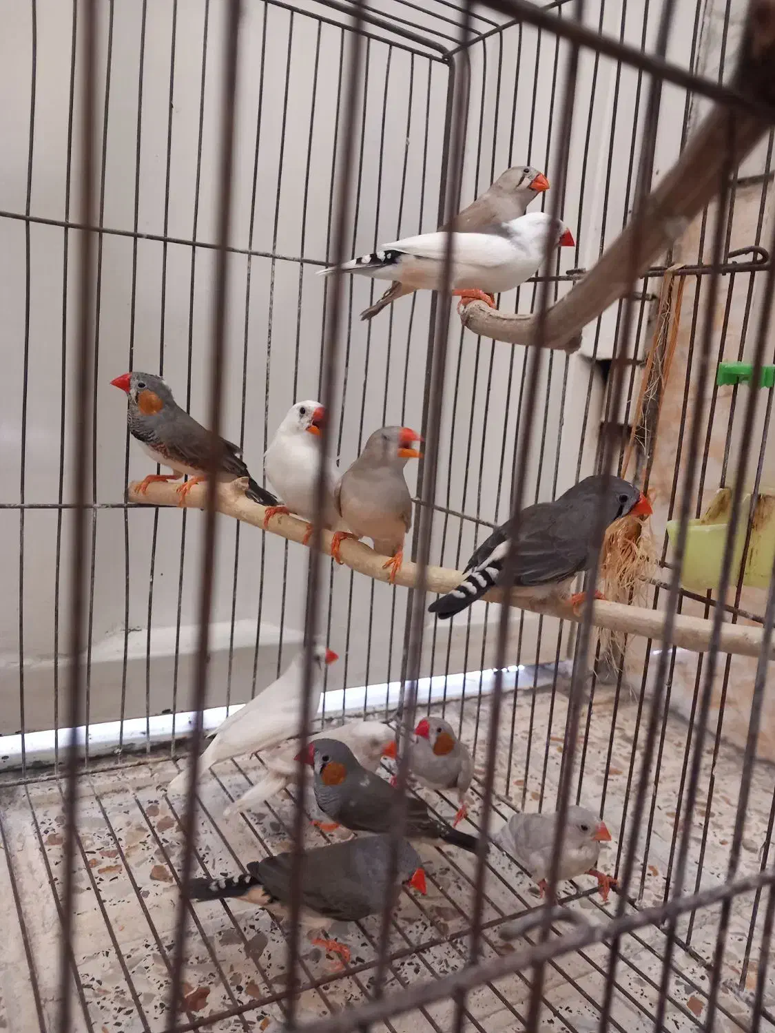 فنچ|پرنده|تهران, ارجمندی راد|دیوار