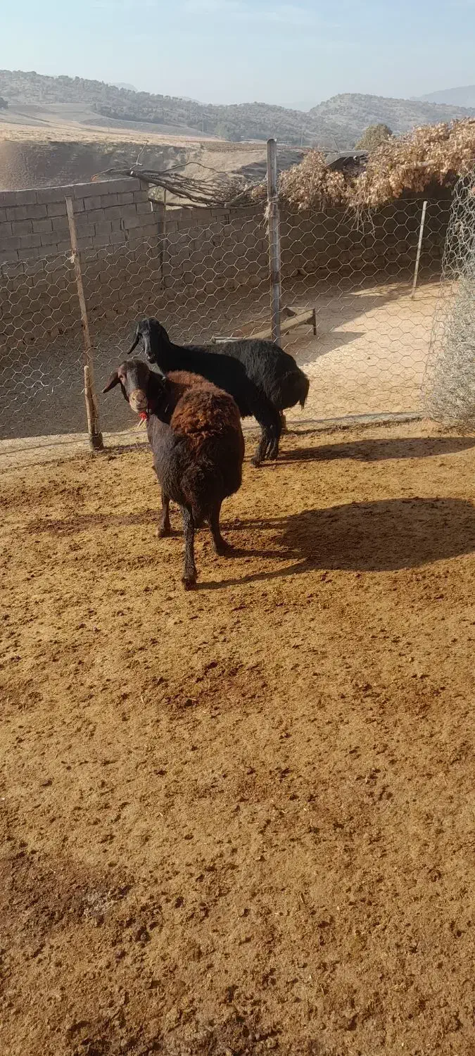 میش داشتی|حیوانات مزرعه|چگنی, |دیوار