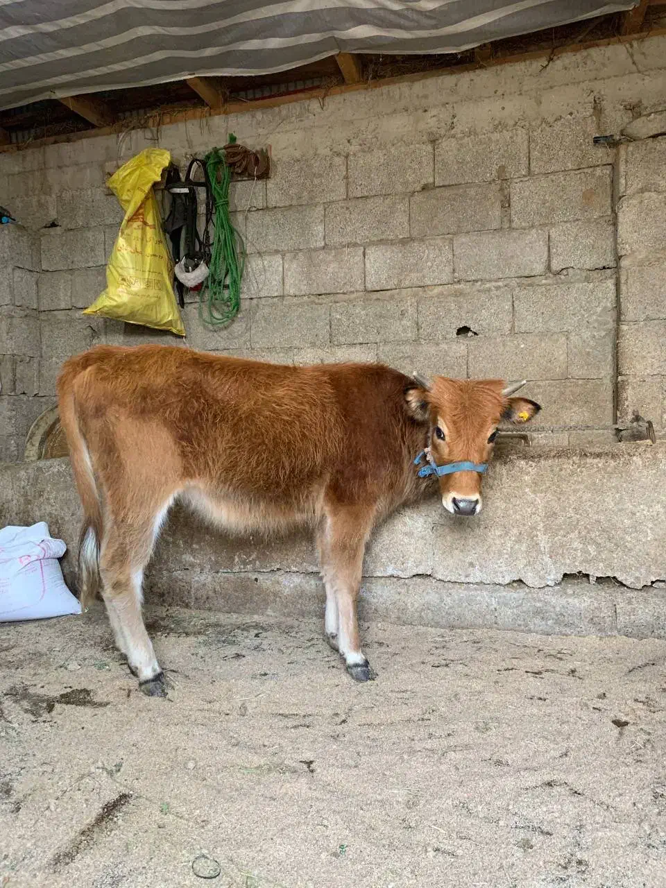 فروش لیشه دو رگ جرسی|حیوانات مزرعه|رشت, لاکان|دیوار