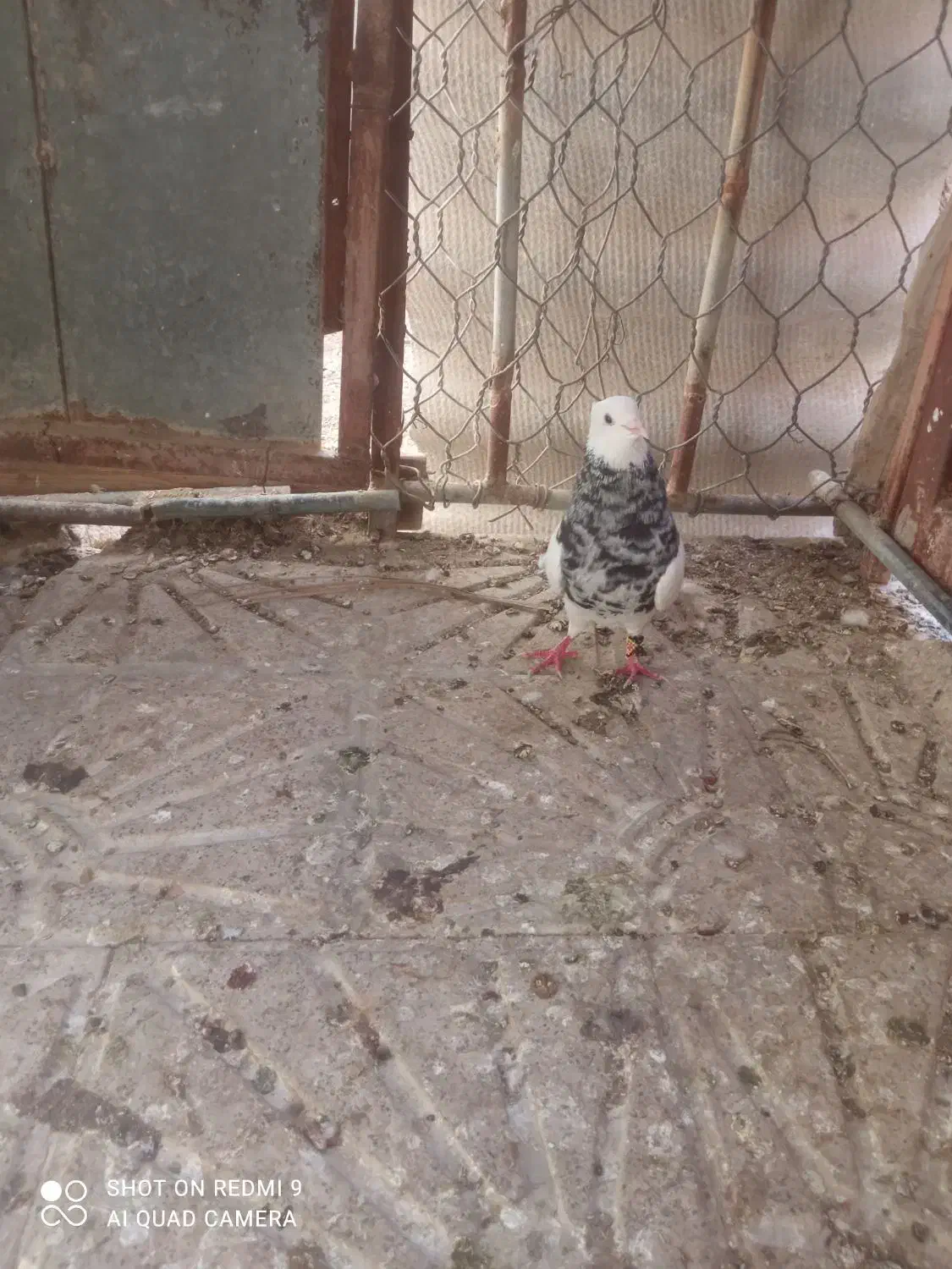 کبوتر خوب|پرنده|خورموج, |دیوار