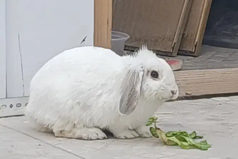 خرگوش ماده نژاد لوپ( عادت ماهانه ندارد )همراه قفس|موش و خرگوش|زنجان, |دیوار