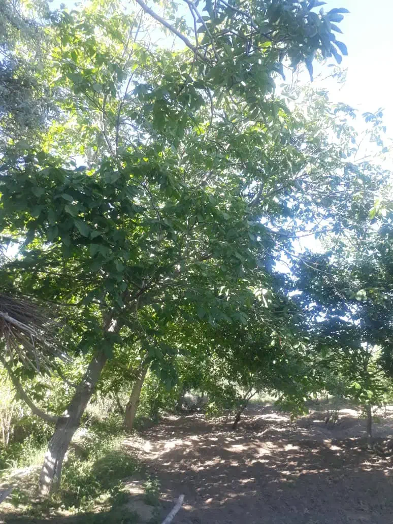 فروشی فوری و زیر قیمت باغچه به متراژ 1100متر|فروش زمین و ملک کلنگی|انزل, |دیوار