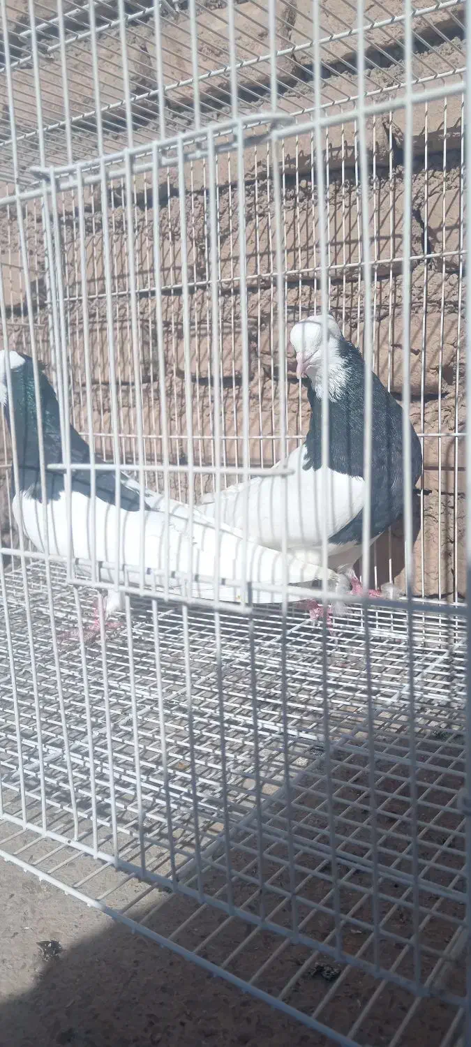 طوقی سیاه|پرنده|فیروزه, |دیوار