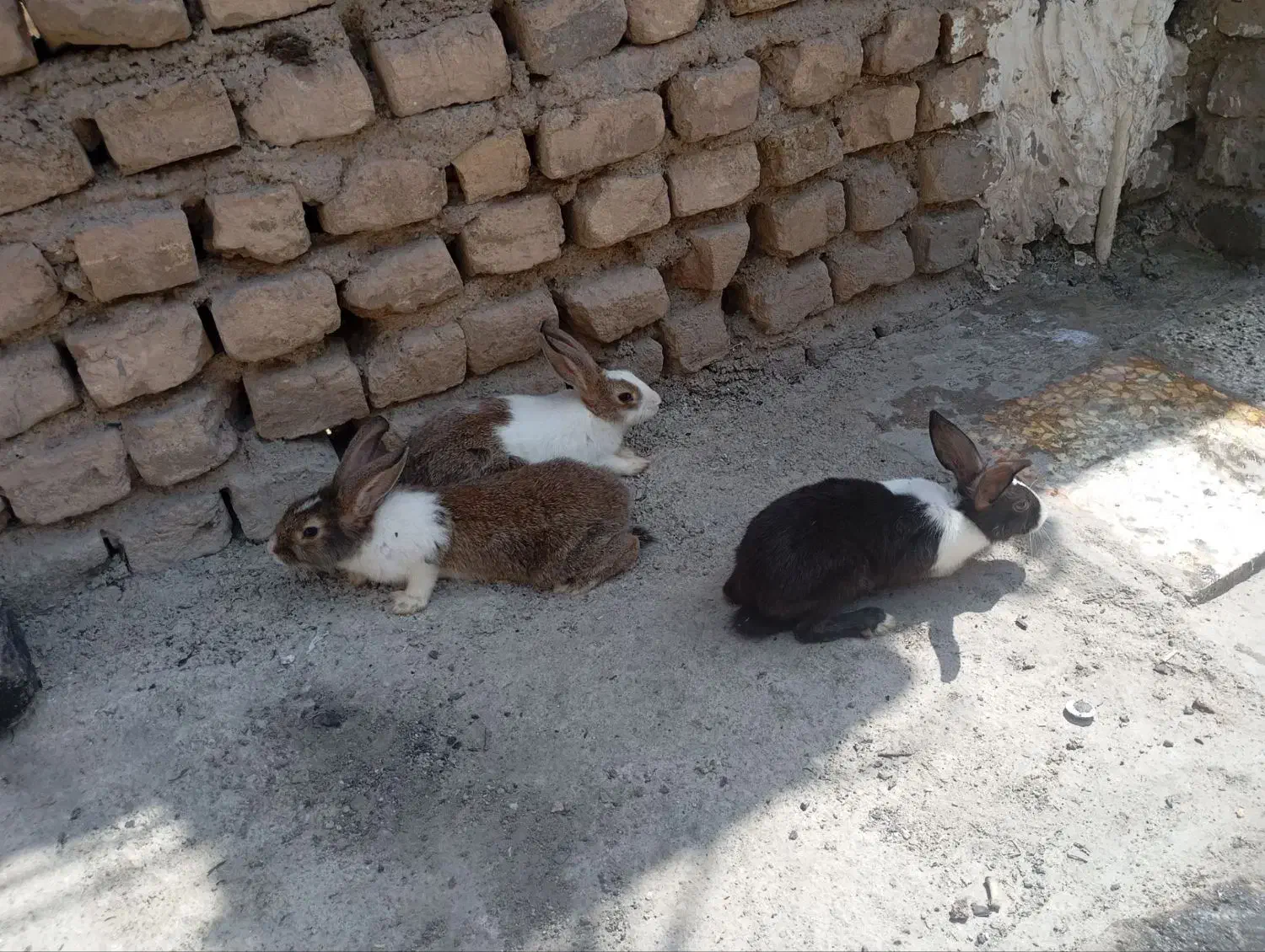 خرگوش خرگوش قشنگ|موش و خرگوش|رباطکریم, پیغمبر|دیوار