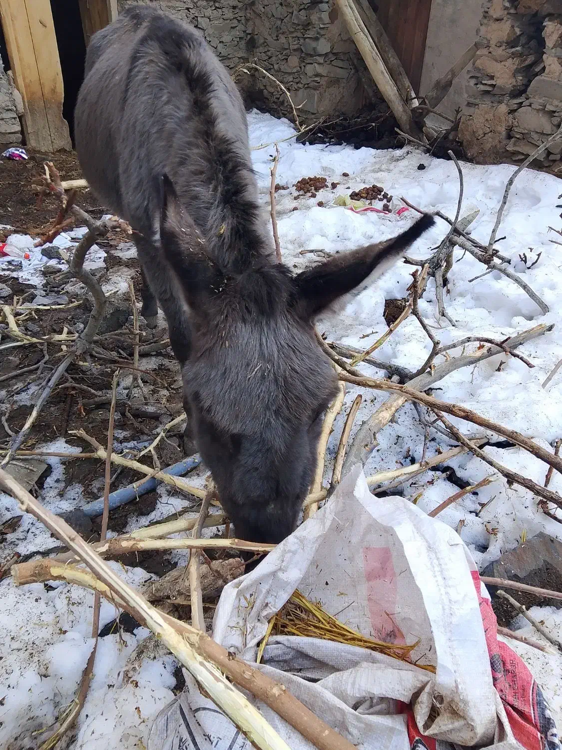 الل|حیوانات مزرعه|طرقبه, |دیوار