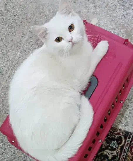 گربه ترکیش واسه جفت گیری|گربه|بندر ماهشهر, |دیوار