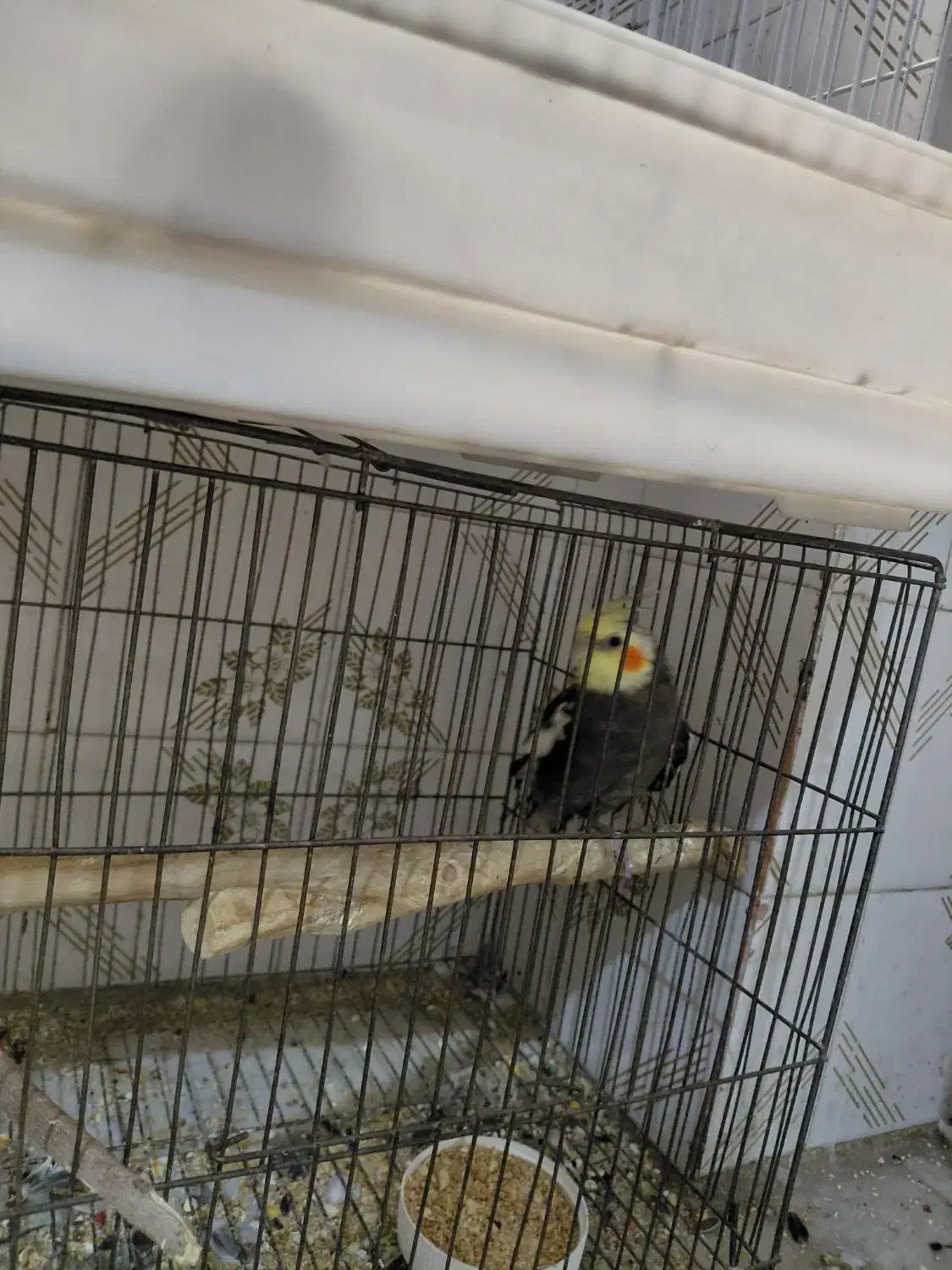 طوطی عروس|پرنده|ملارد, |دیوار