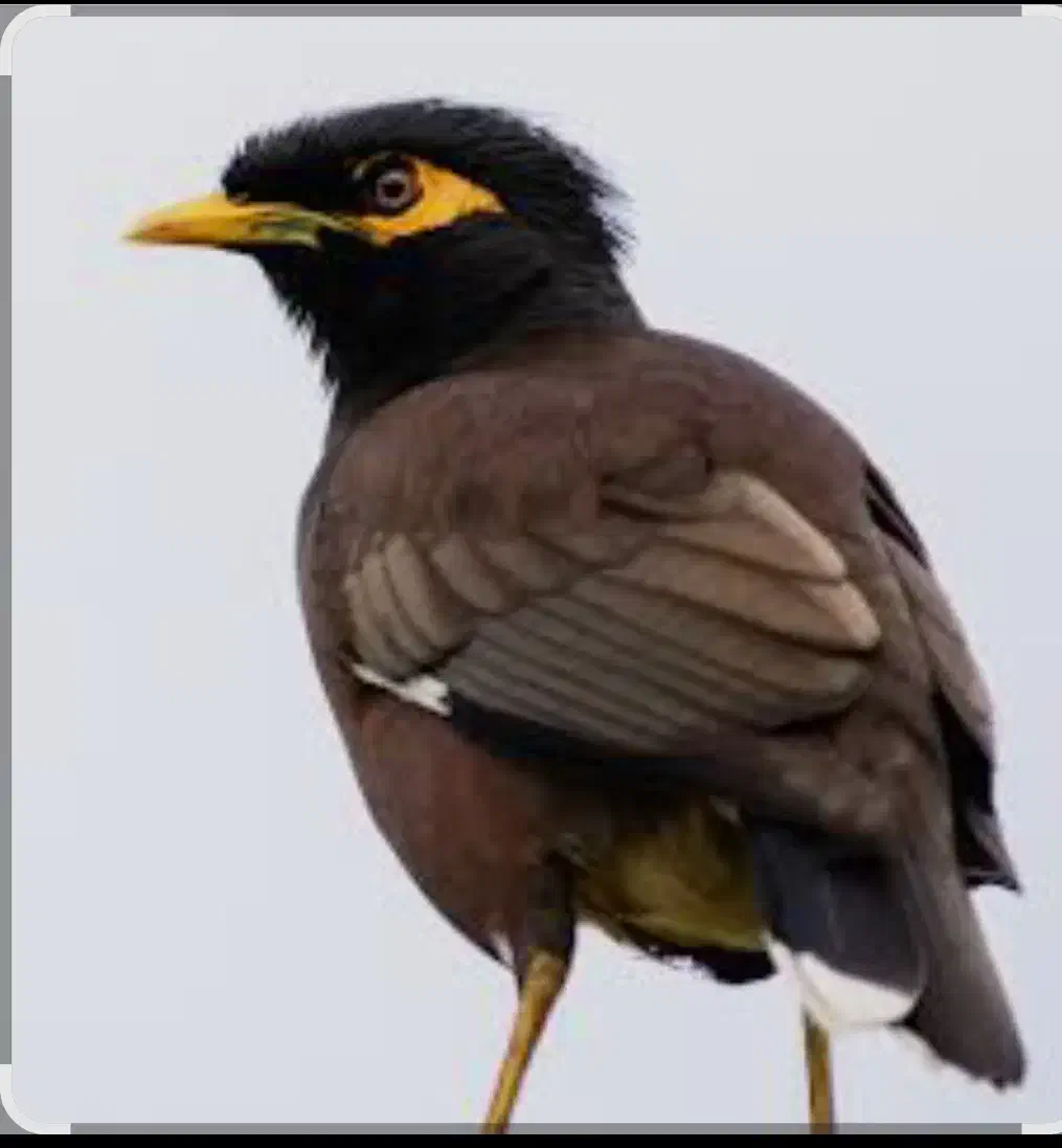 مرغ مینا|پرنده|پارسآباد, |دیوار