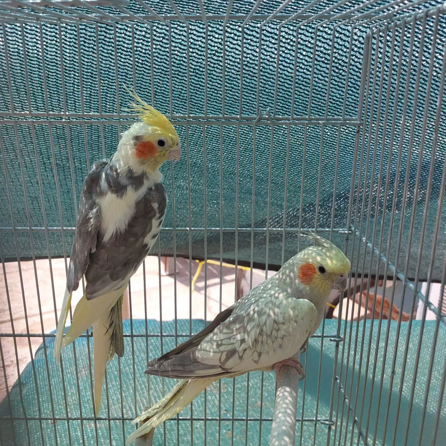 عروس هلندی|پرنده|شاهین‌شهر, دهخدا|دیوار