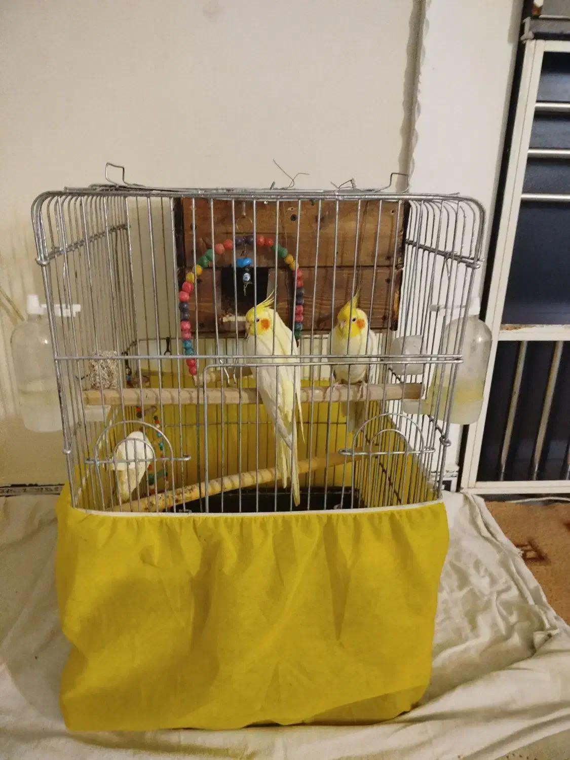 عروس هلندی لوتینو جفت دستی مولد|پرنده|تاکستان, |دیوار