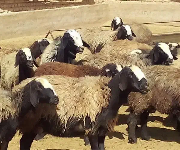 کنسانتره پرواری ،شیری|حیوانات مزرعه|گرگان, |دیوار