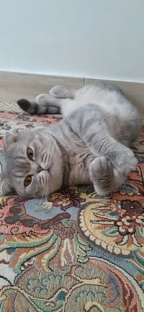 اسکاتیش نر|گربه|کرمانشاه, |دیوار