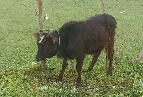 لیشه جنس خوب|حیوانات مزرعه|فومن, |دیوار