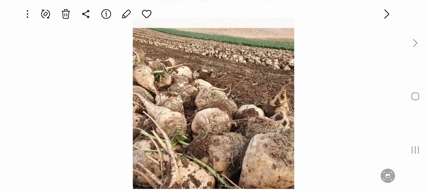 چغندر|خوردنی و آشامیدنی|طرهان, |دیوار