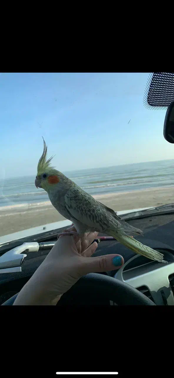 گمشده (عروس هلندی) اسمش توکا است|حیوانات|خرم‌آباد, |دیوار