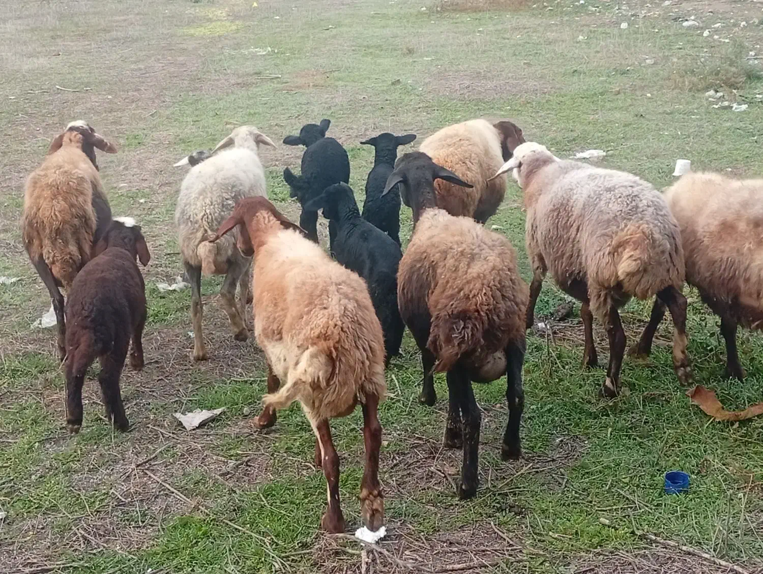 ۷تا گوسفند با ۶تا بره|حیوانات مزرعه|گرگان, |دیوار