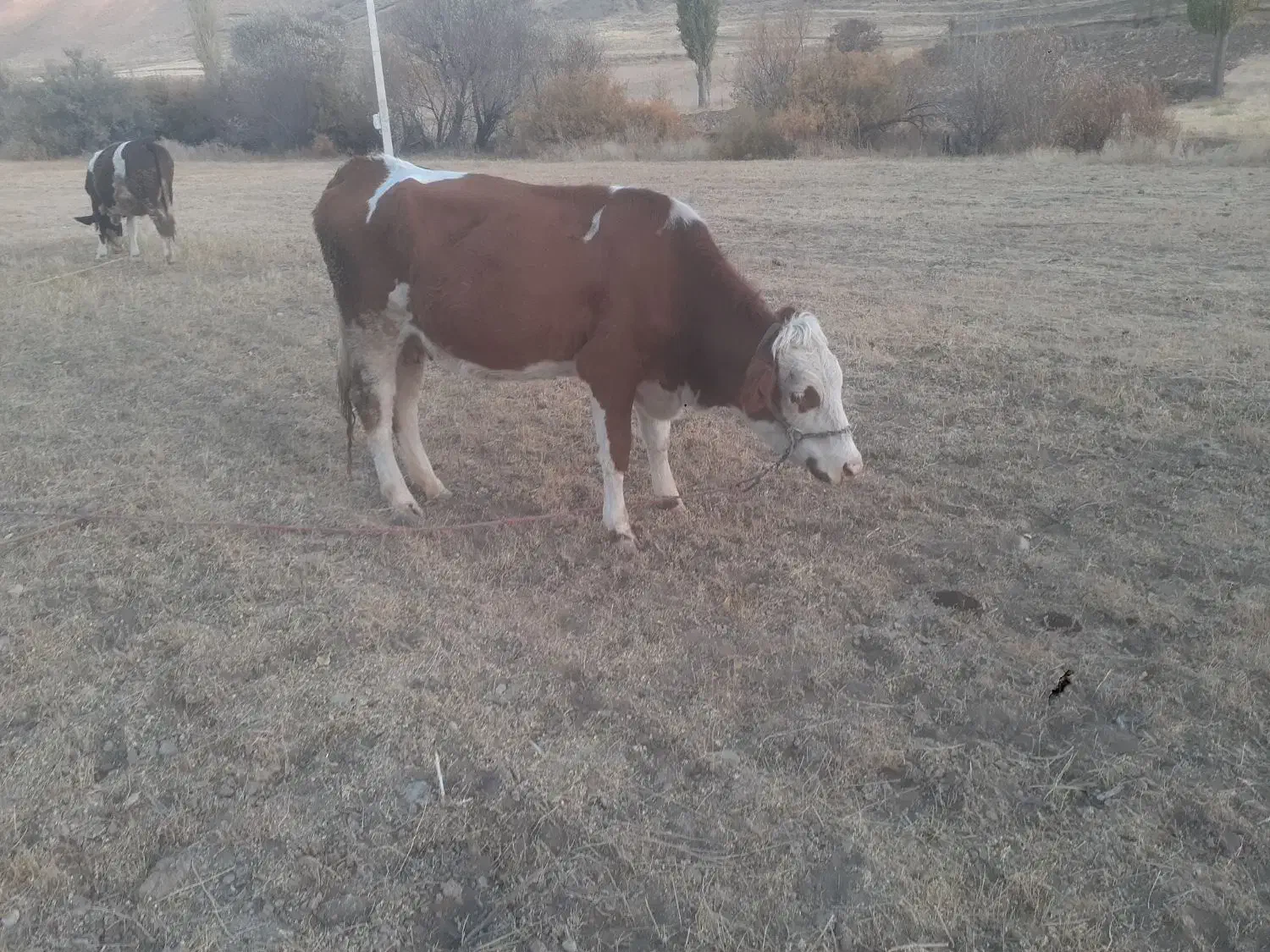 گاو سیمینتال|حیوانات مزرعه|حسین آباد, |دیوار