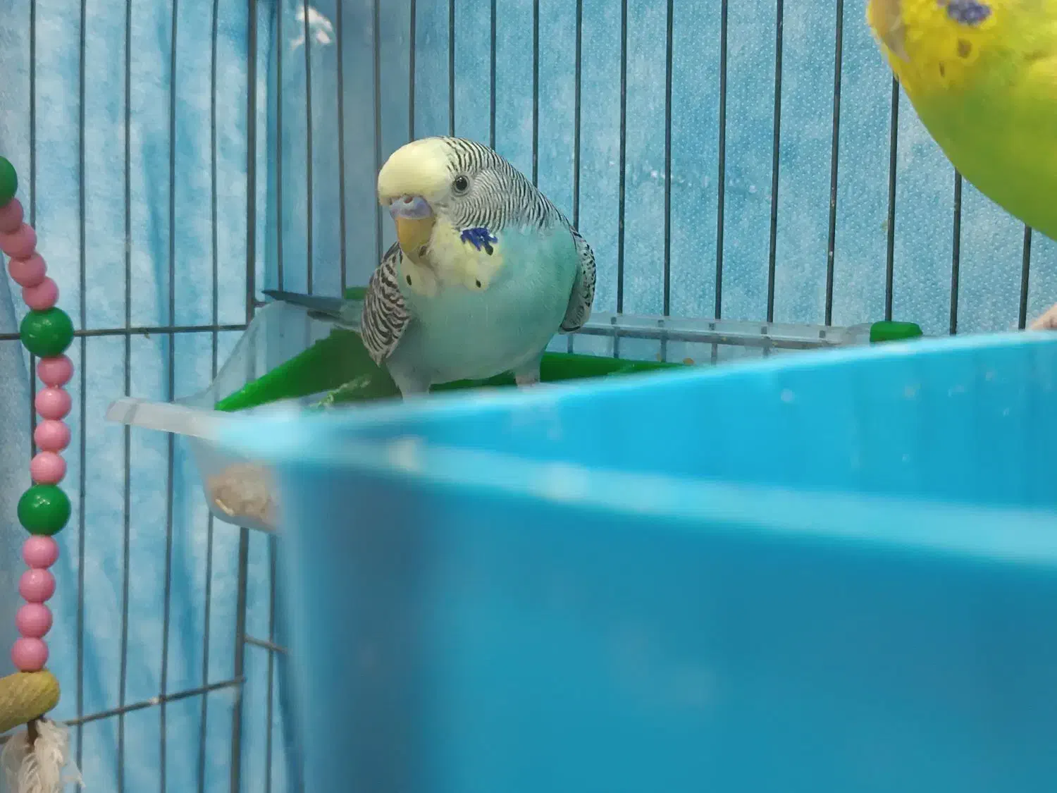 یک جفت مرغ عشق|پرنده|اهواز, منبع اب|دیوار