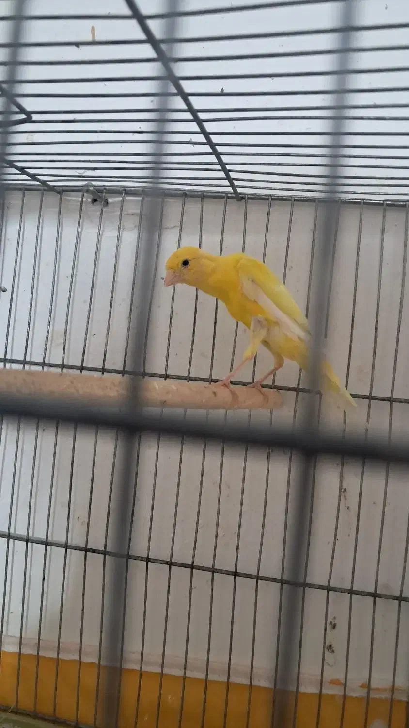 قناری بلند مست ماده گیر (ارسنجان)|پرنده|ارسنجان, |دیوار