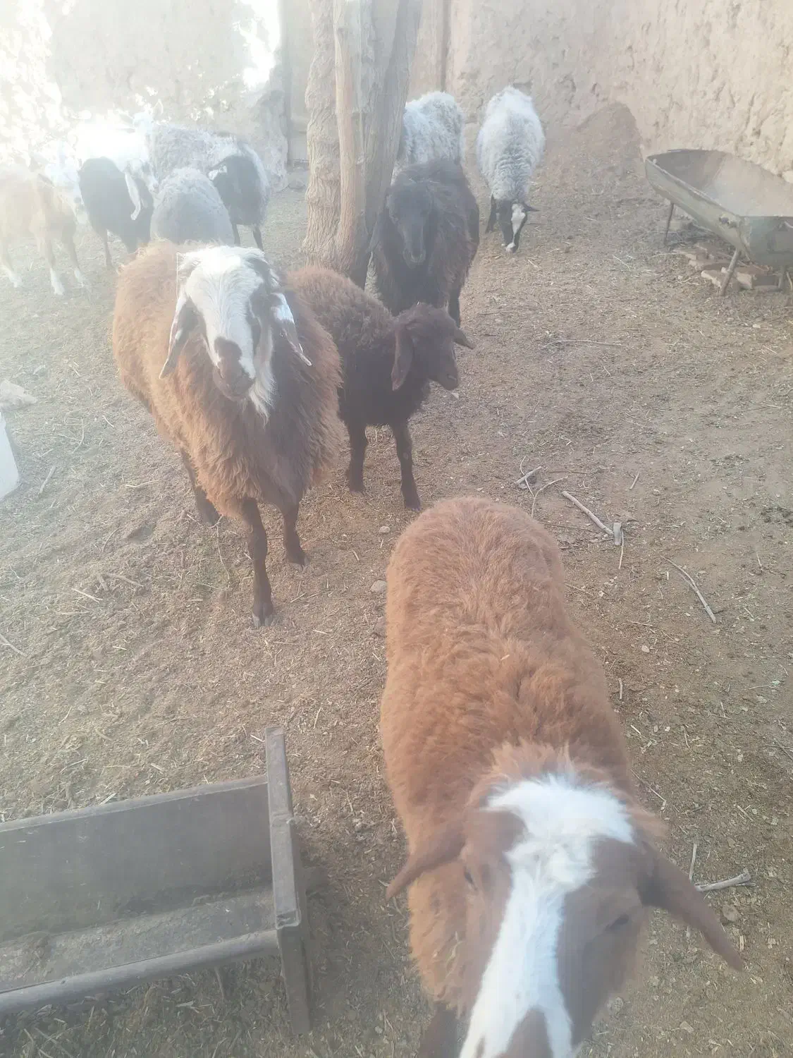 فروش بره نر وماده|حیوانات مزرعه|شاهرود, |دیوار