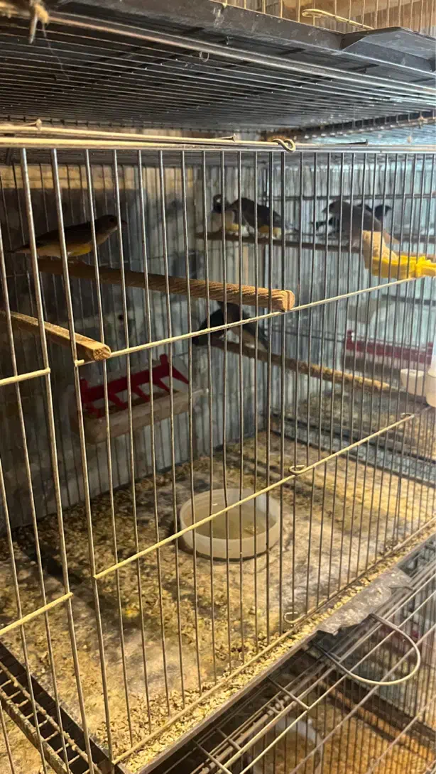 فنچ بنگالی پرستار و گلدین|پرنده|گلستان (تهران), |دیوار