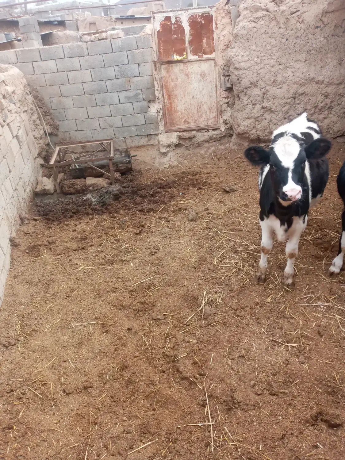 دوراس گاویک راس گوساله ماده ۷ماهه|حیوانات مزرعه|تربت جام, جلگه موسی آباد|دیوار