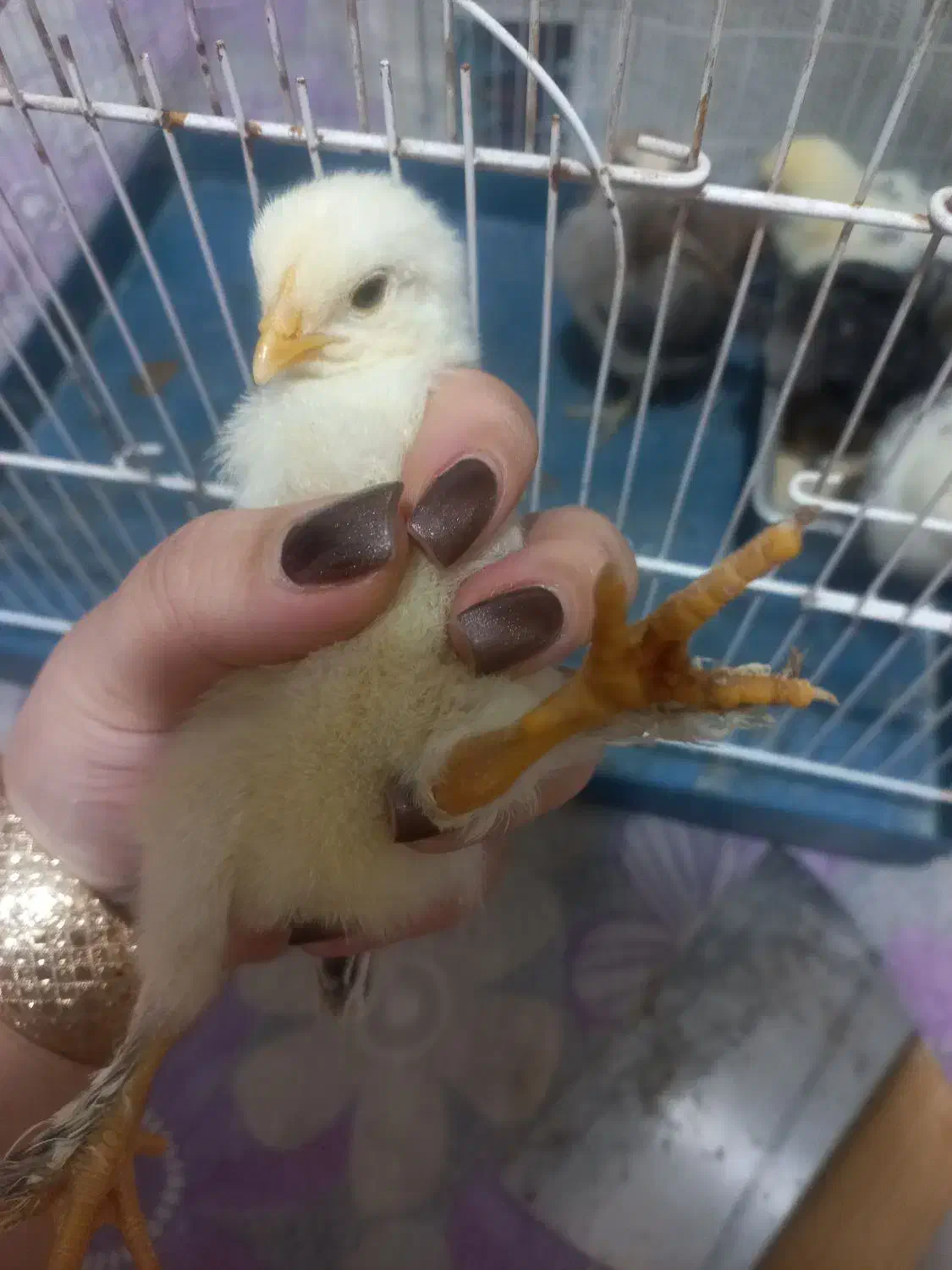 جوجه مرغ نژاد برهما پا پر|حیوانات مزرعه|قزوین, |دیوار