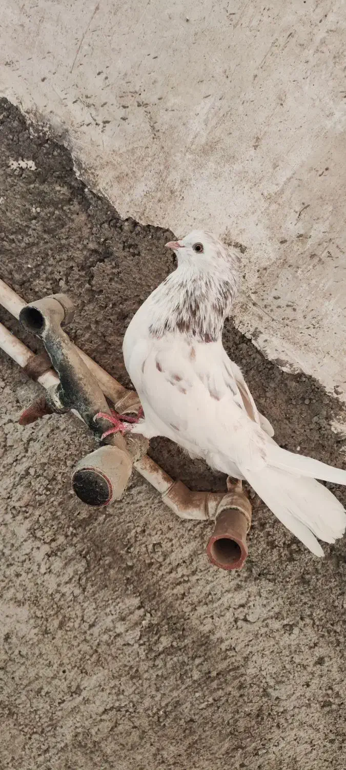 کبوتر کفتر|پرنده|قم, حاج زینل|دیوار