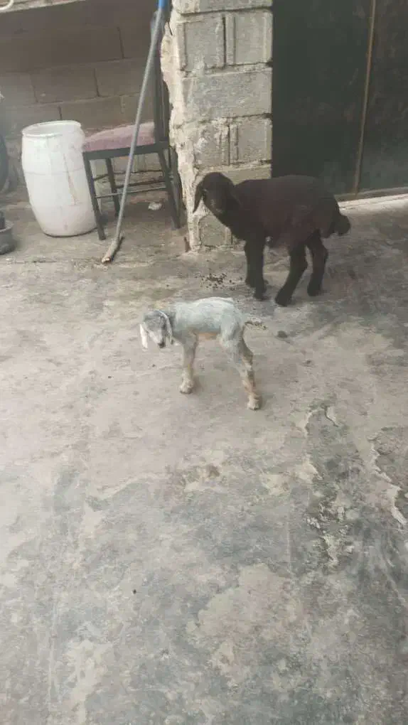 فقط تماس پاسخگو هستم|حیوانات مزرعه|برازجان, |دیوار