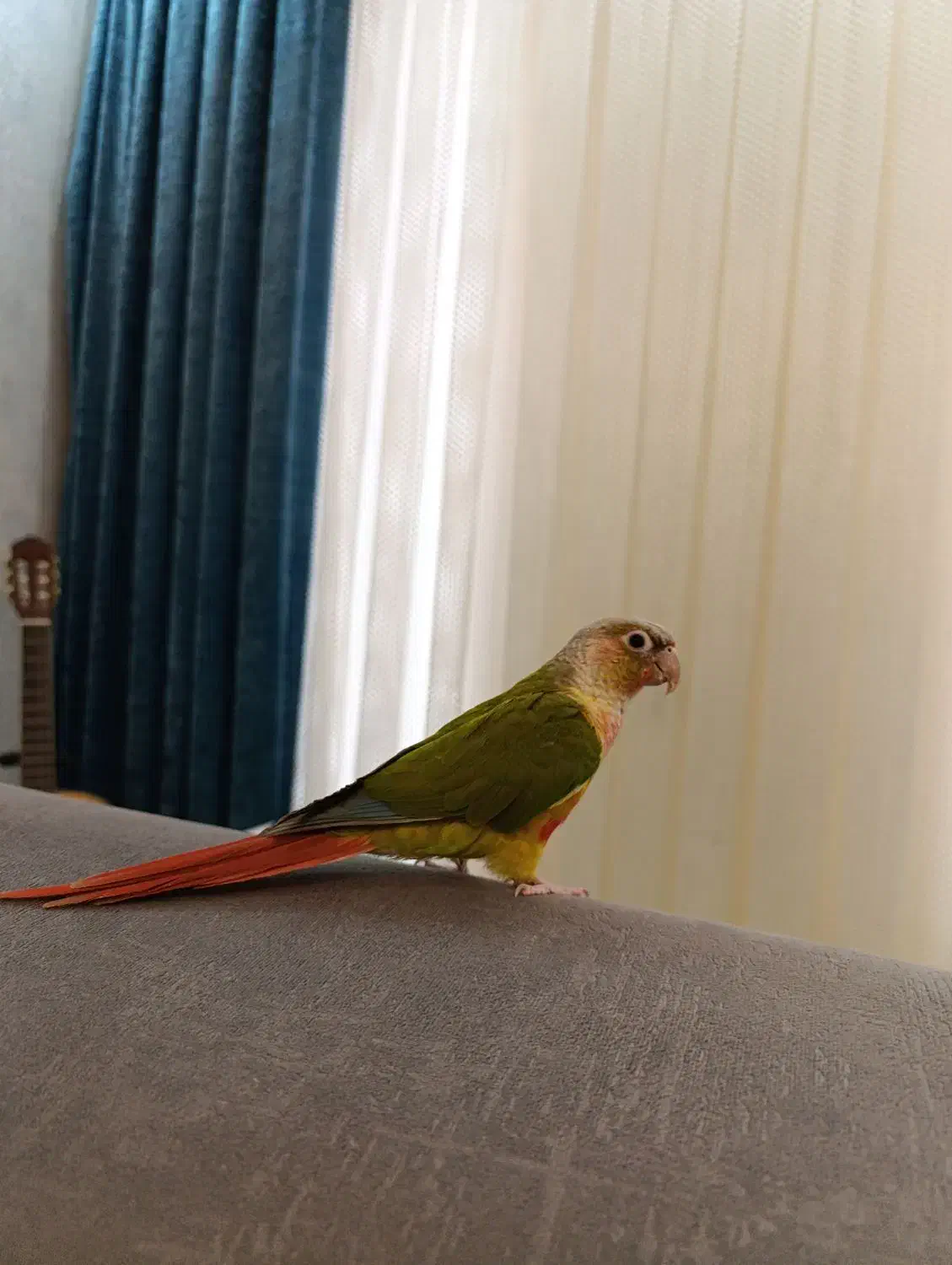 گرینچیک|پرنده|قیدار, |دیوار