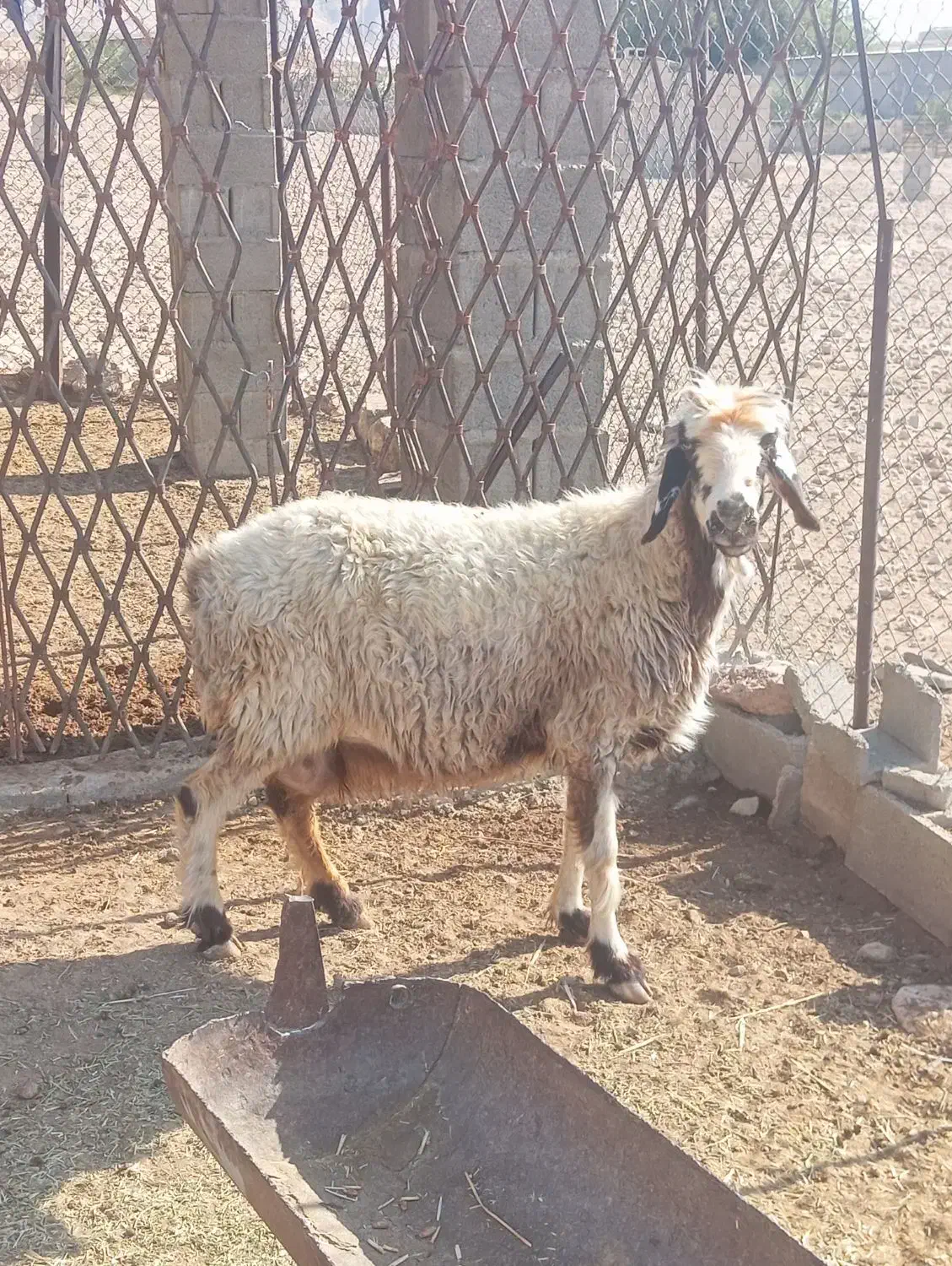 سه راس میش درجه یک|حیوانات مزرعه|جهرم, |دیوار