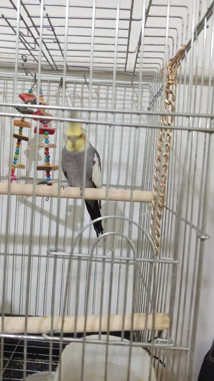 یک جفت عروس|پرنده|کوهسار (البرز), |دیوار