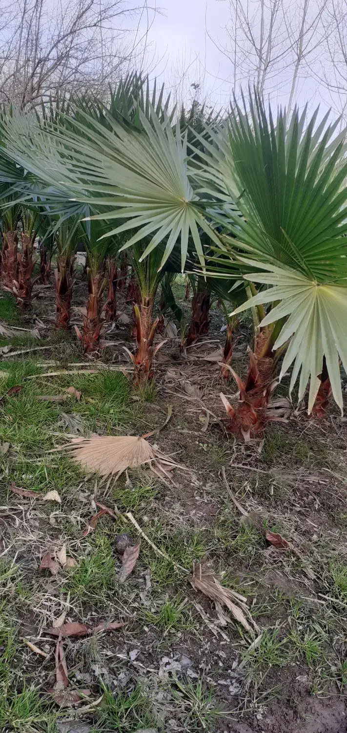 پالم|گل و گیاه طبیعی|رشت, فلسطین|دیوار