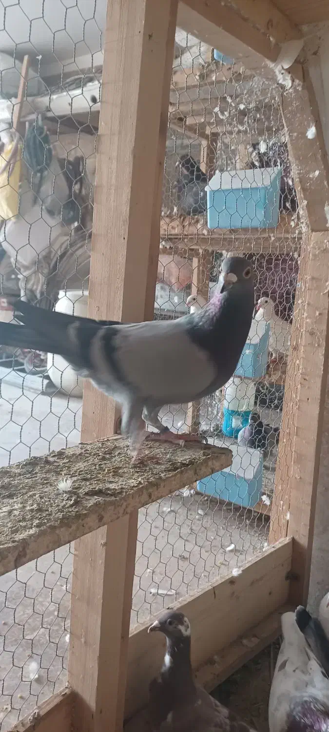 کبوتر پلاکی نر مست|پرنده|برازجان, |دیوار