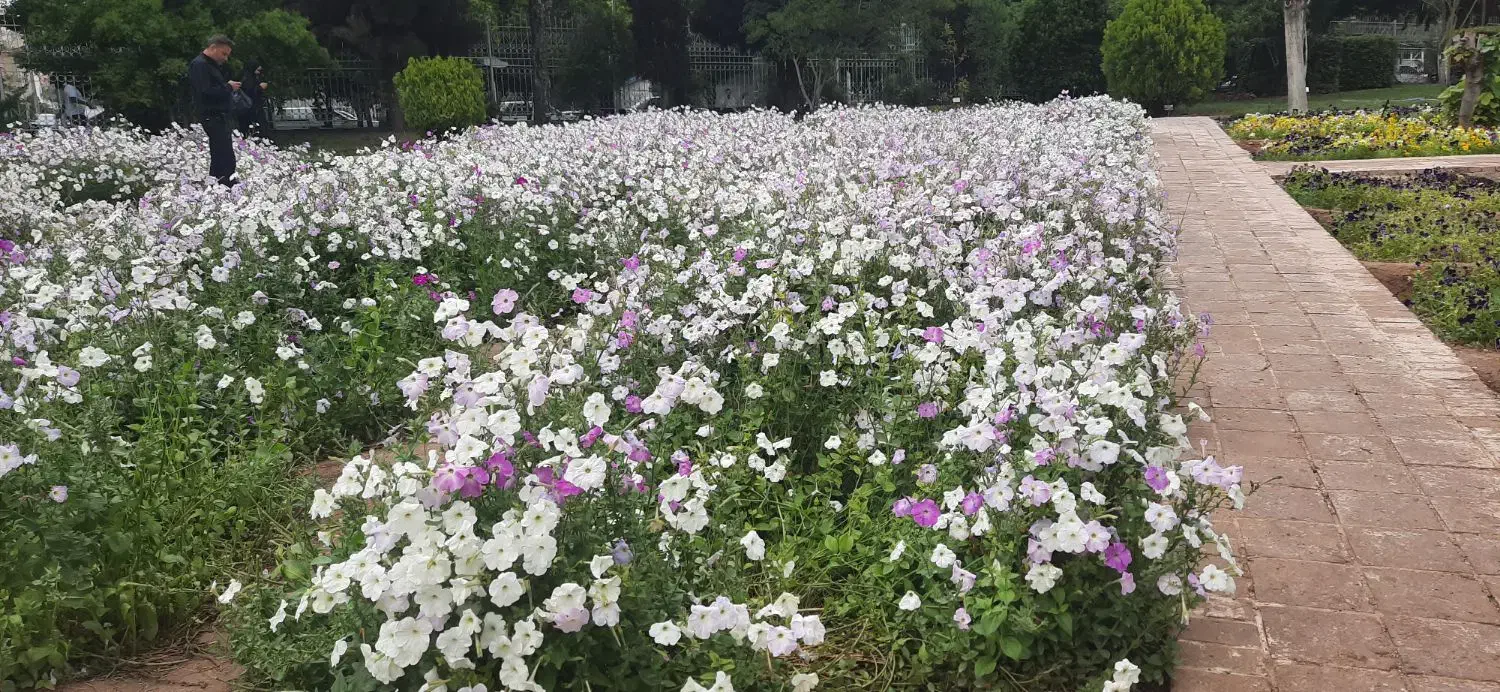 عروسی هلندی گم شده|پرنده|شیراز, کلاهدوز|دیوار