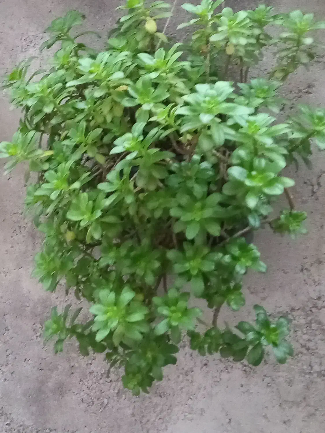 تعدادی گلهای زیبا به فروش میرسد|گل و گیاه طبیعی|احمدسرگوراب, |دیوار